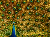 Yala-National-Park-peacock