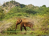 bundala-national-park