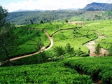 nuwara eliya 2