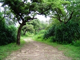 sinharaja