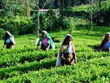 tea